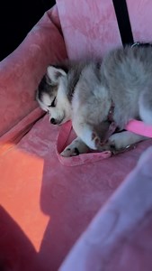 321 reactions · 5 comments | The best feeling 凉 | Portland Pomskies | Facebook