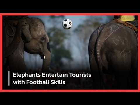 WATCH: How Nepal Elephants Take the Field in Colorful Festival Football Event | AD14
