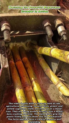 Watching the Powerful Sugarcane Crusher in Action