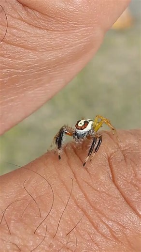 jumping tarantula #spider #tarantula #jump #insects