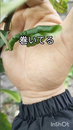 リンゴの葉病気？虫の巣？虫の卵？葉巻き巻き手で取る家庭菜園家庭果樹りんご🍎林檎