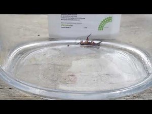 Pyrethrum vs Cockroach