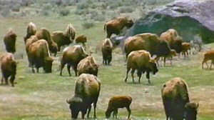 A Symbol of Strength