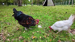 Rooster and chicken scratching in an open grassy field in France.