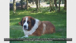 Meet the Moscow Watchdog: The Ultimate Gentle Giant