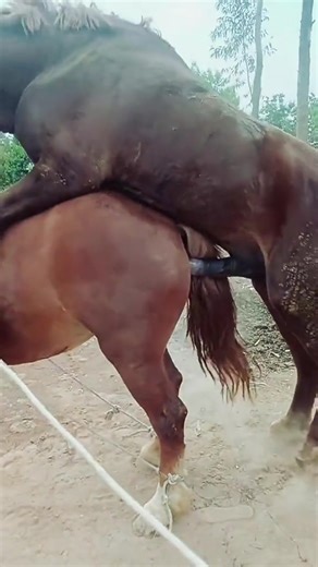 Funny Horse Meeting Compilation