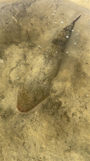 1.7K reactions · 30 shares | The flattie dance  | Berkley Fishing | Facebook