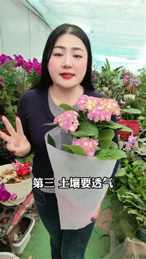 Hydrangea Care Tips: Master the Art of Blooming Beauty