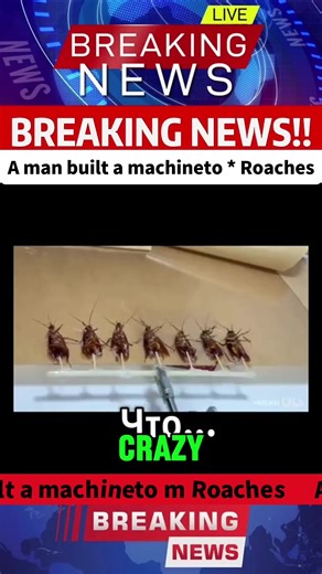 Innovative Cockroach Toothpick Machine in 2026