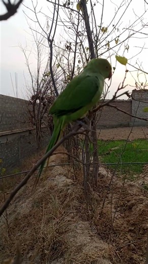 parrot in tree 🌳