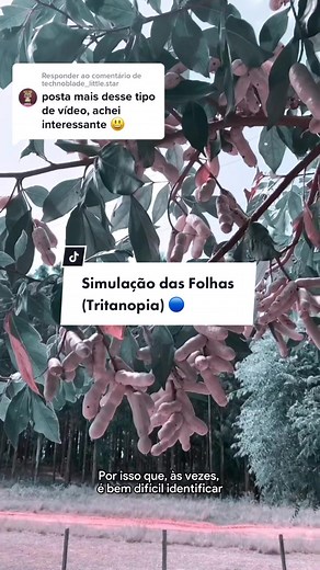 Simulação das Folhas (Tritanopia) 🔵