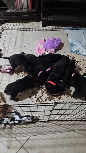 PUPPY FEEDING TIME!!!!! MADNESS 😆 🤣 😂 | Rottweilers of Las Vegas