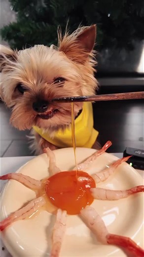 Immersive Shrimp Eating Experience with Puppies