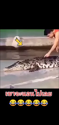 Crocodile Interaction: Touching a Giant Reptile Safely