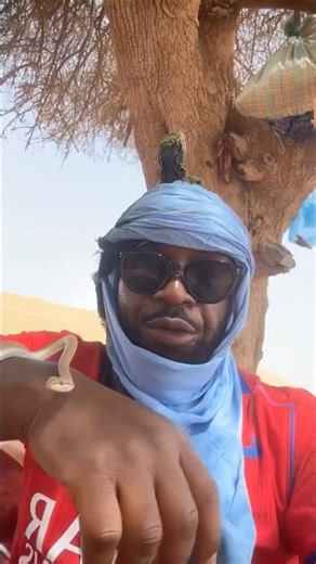 Serpent 🐍 et iguane 🦎au menu 😋 #humour