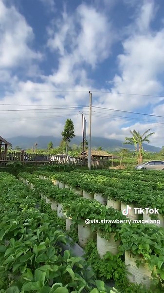 Menikmati Kebun Via Strawberry di Magelang