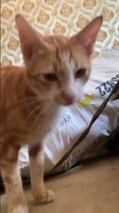 #share #cutepets #animals #shortvideo ##shorts #short #shortsfeed #cute #funny #viral #fyp