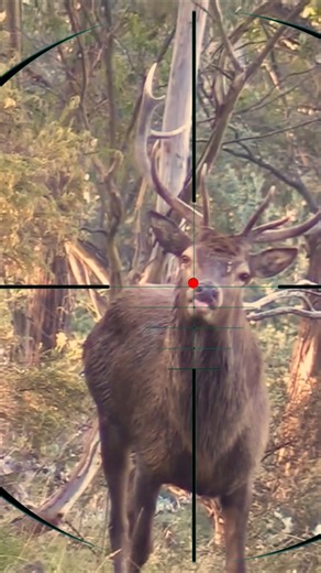 Red Deer Shooting | sparare al cervo rosso | cazar ciervos rojos