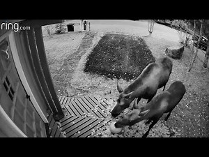 MaryKate Finds a Clever Way to Stop These Moose From Eating Her Pumpkins | Ring TV