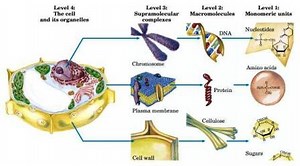Notes on Biomolecules - The Molecules of Life | Biochemistry