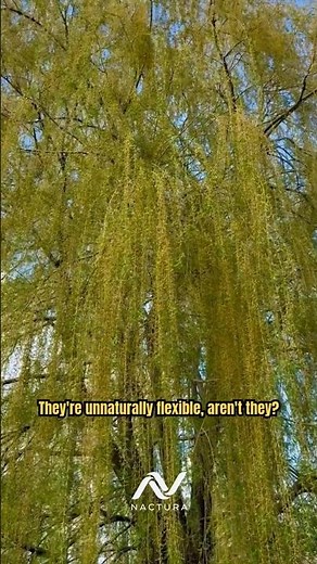 The Willow Tree is Nature’s Flexibility Superpower! #WillowTree #Salix #WeepingWillow