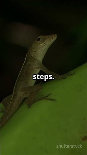 This Lizard Can Run on Water? | The Incredible Basilisk “Jesus Lizard #infobytelab #facts #curiosity