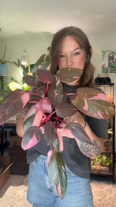 PlantWave translates real-time data from your plants into music. All you do is attach the sensors to your plant’s leaves, connect via Bluetooth to your phone, and let PlantWave turn the subtle electrical variations in your plant into melodic tunes. It’s like listening to the secret symphony of your plants! Perfect for meditations.You can also use it on mushrooms! 🍄🌱🎶 #houseplants #plantcare #houseplantlover #houseplantsofinstagram | Easy Growing