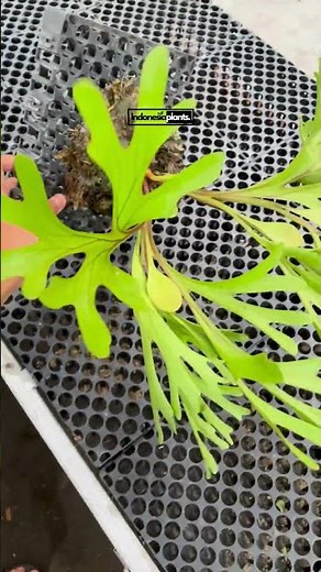 Platycerium Ridleyi | Indonesiaplants.com | Tropical Houseplants