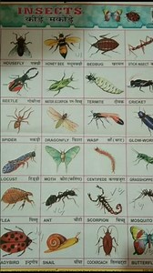 Animals and birds charts #study