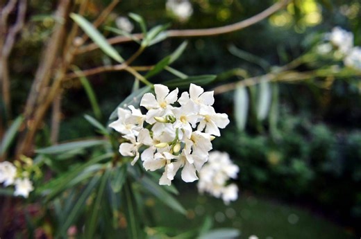 Oleandri, anche il fumo è killer: il caso di 76 bovini morti - PianetaGenoa1893