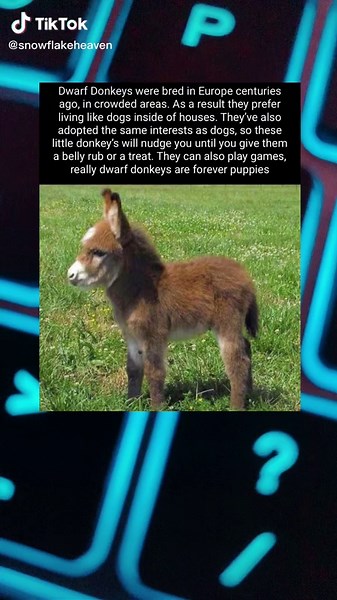 Exploring the World of Dwarf Donkeys