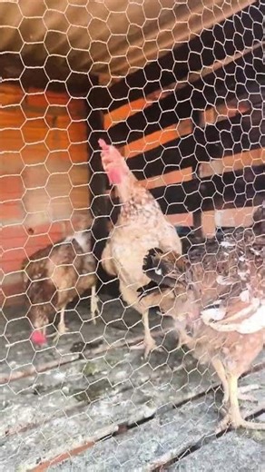 Galinha Música Brasileira Cantando muito!!!