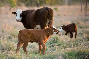 Measuring breeder performance (to improve performance and long-term profitability) - FutureBeef