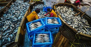 52 Places to Go: Busan Fish Market