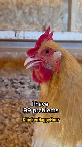 99 problems but…🙃 #99problems #chickens #funnyanimals #chickensofinstagram #chickenhappyhour | Chicken Happy Hour