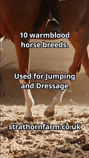 What breed of horse is used for dressage? What breed of horse is used for jumping? Warmblood horses