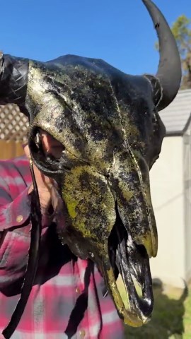 Real Buffalo Skull With Black Gold Leaf & Gold Accents - Etsy