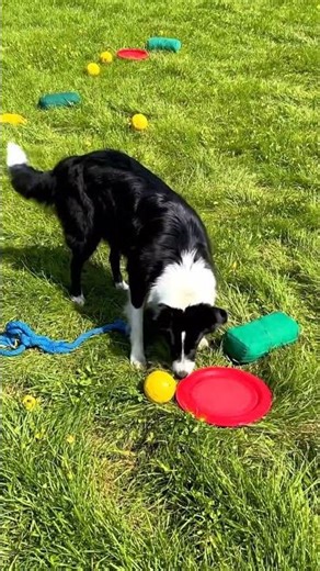 How Dogs See the World in Blue and Yellow