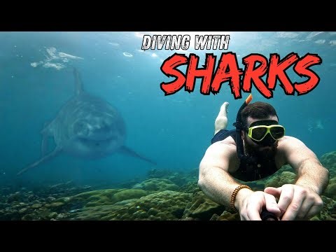 Sharks Explained: Real Underwater Footage