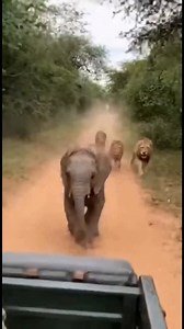 Elephant rescued from lions —- I’m in an AI Creators community, we share prompts and everything, it’s free forever if you join now 🫶 link in bio | AI Going Wild