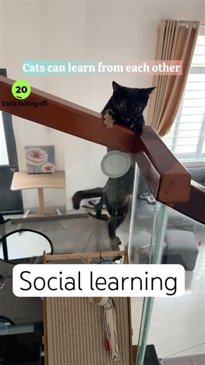 Social learning: how cats learn from others by observing. #catbehavior #catlearning #catintelligence