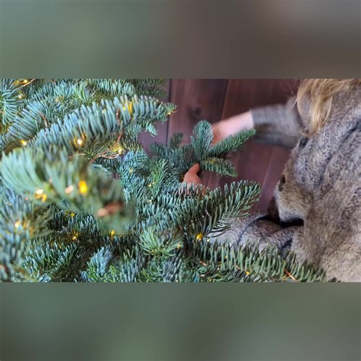 Preparing to see you at Dehlinger's Holiday Open House - Saturday Dec 6th 11-3pm | Dehlinger Winery