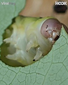 313K views · 1.5K reactions | Real time footage of a caterpillar eating a leaf. That noise!!  | The Hook | Facebook