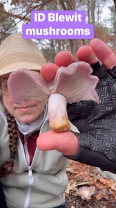 Blewits are purple and brown mushrooms with pale, tightly packed gills. Blewits flourish in cold weather, and their firm flesh smells and tastes mild and sweet. Blewits need thorough cooking, and it's best to dry sauté them so they drop their surface water before adding oil or seasoning to the pan. Blewits grow in leaf piles and other loamy spots because they're decomposers—breaking down and consuming organic material and growing impressive, shallow networks of mycelium. The scientific name for 