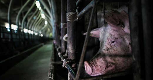 What Are Gestation Crates for Pigs and Why Are They Bad?