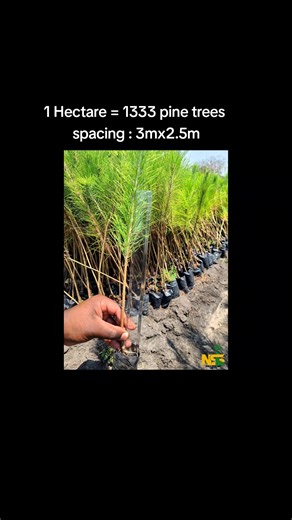 Invest in Forestry: Plant 1 Hectare of Pine Trees