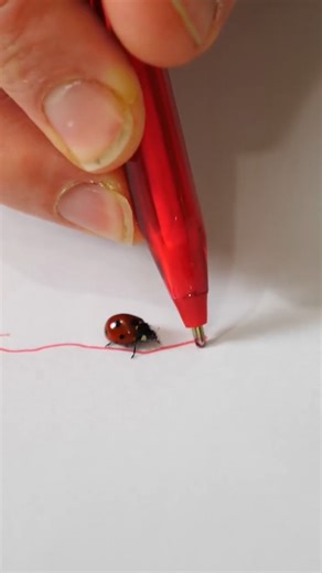 676K views · 10K reactions | Hypnotizing a ladybug  #interestingfacts #ladybug #feromonas #redink #insect #reels | The Action Lab | Facebook