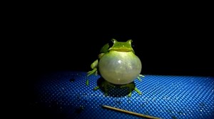 File:Hyla cinerea call video.webm - Wikimedia Commons