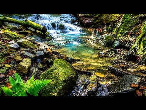 Forest Stream Sounds | Peaceful Woodland Creek | Real Nature Sounds | No Music | 8 Hours | 4K