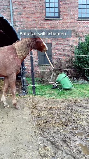 Horse Stall Castration Procedure Explained